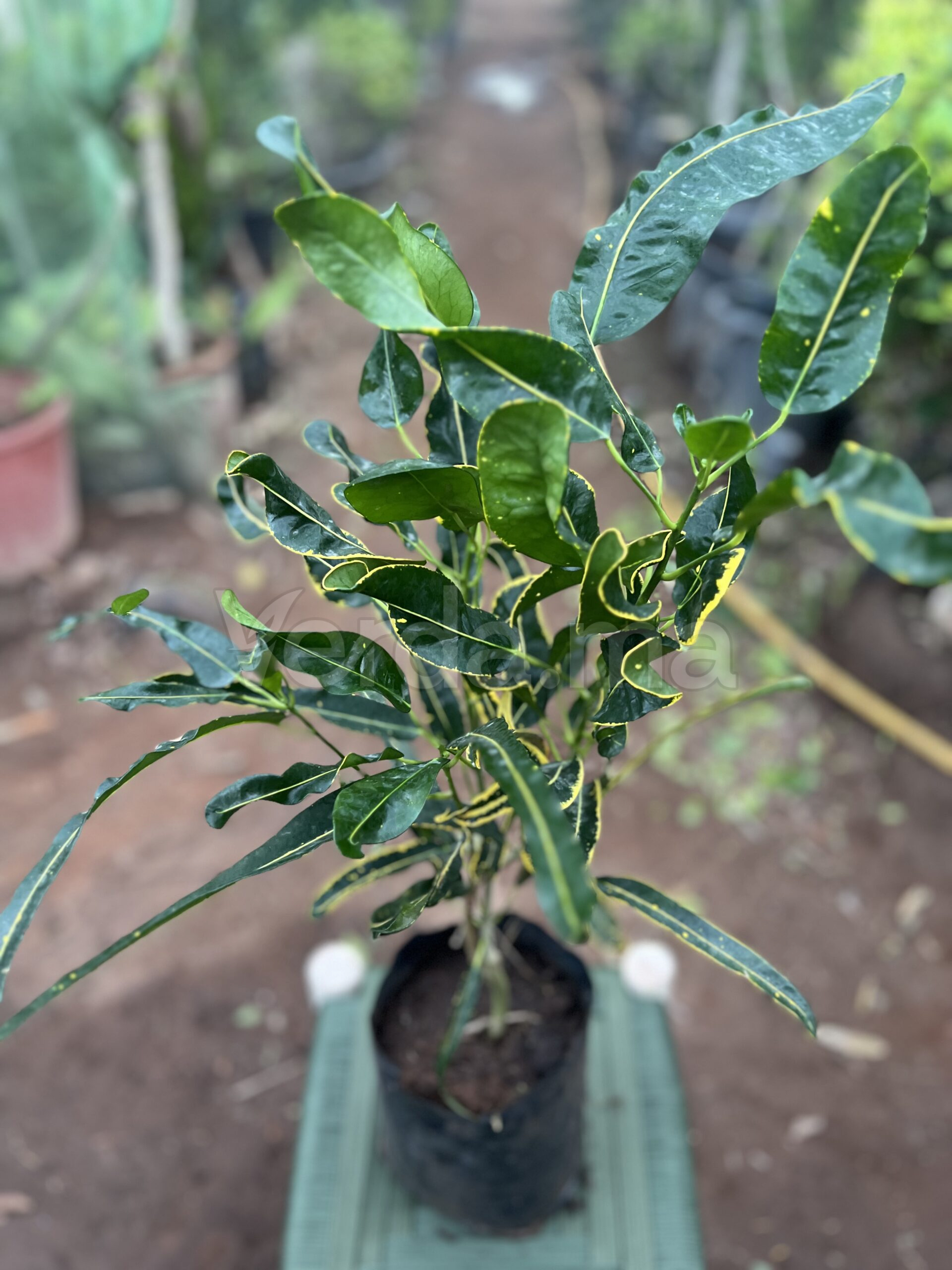 Citrus Japonica Variegata (Kumquat panaché)