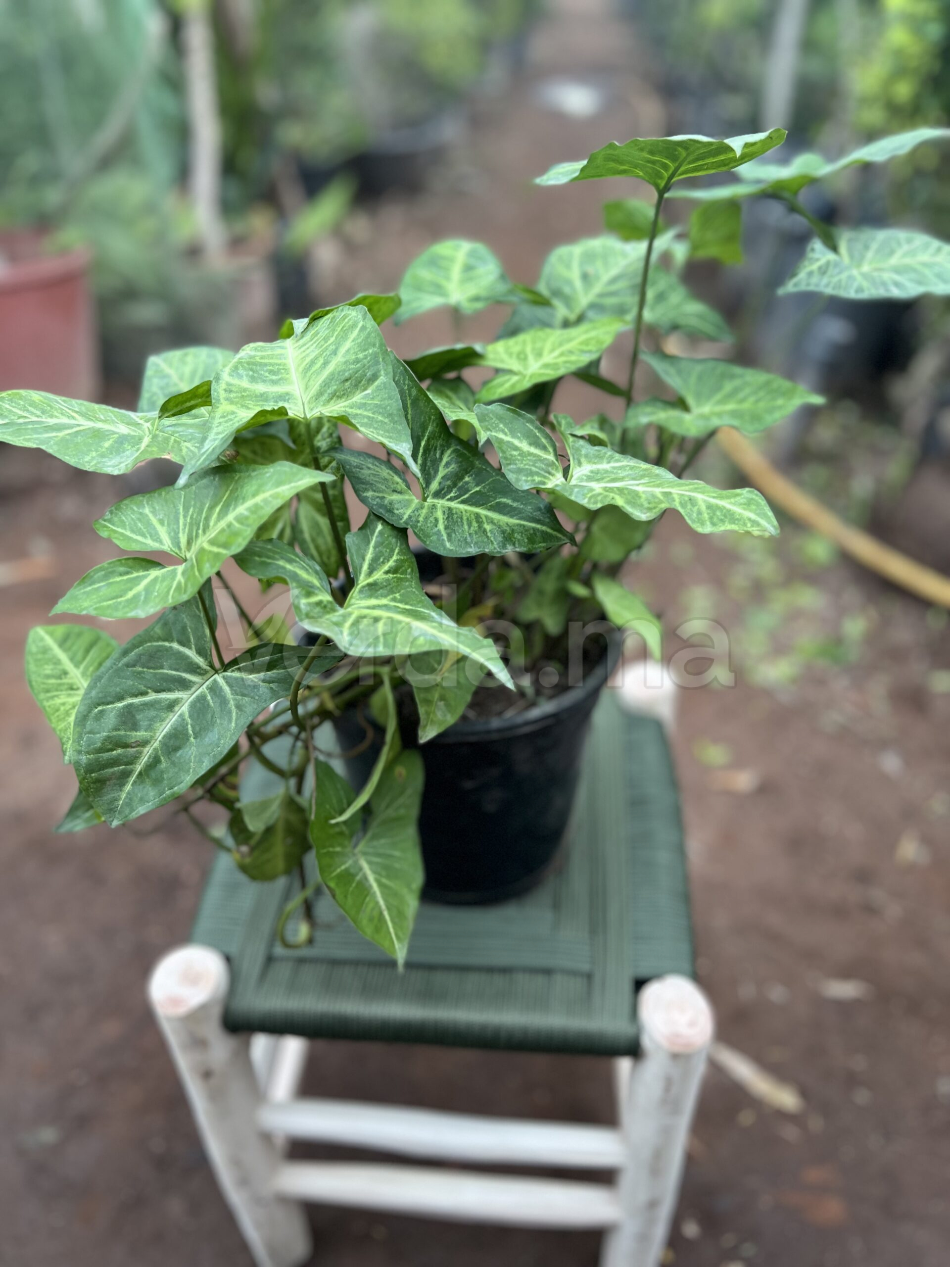 Syngonium Podophyllum