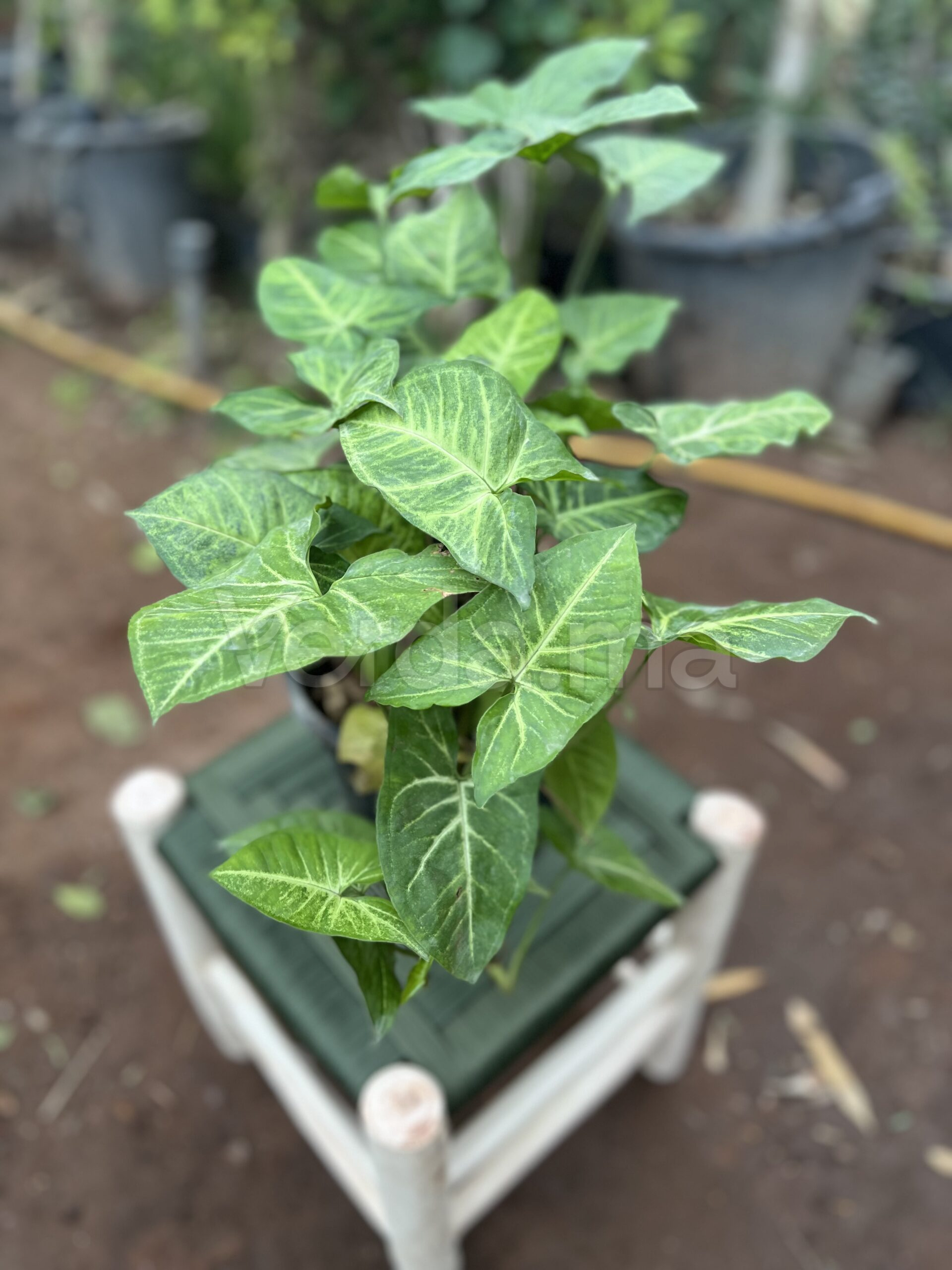 Syngonium Podophyllum